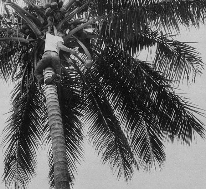vintage man climbing coconut tree