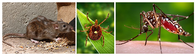 VCEHP banner of rat, tick, and mosquito.