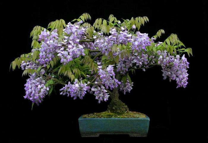 Những cây bonsai đẹp nhất của Nhật Bản 9453aa9c-5659-4c01-b082-4a0a2c29bf67