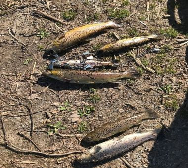 six dead fish on the dirt ground