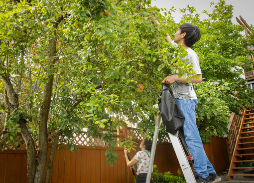 Fruit harvest