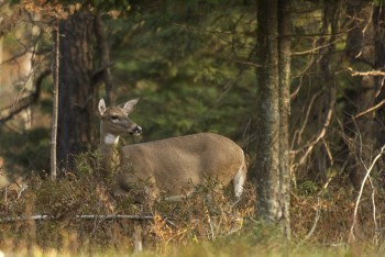 Doe walking through late summer forest