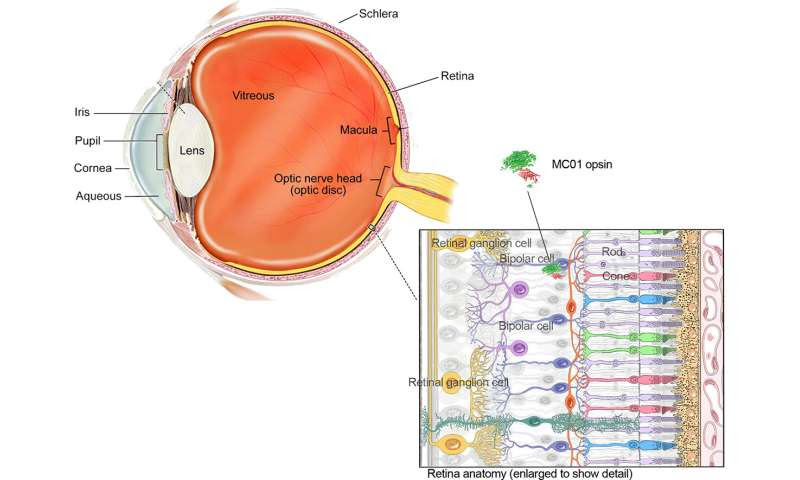 Scientists use gene therapy and a novel light-sensing protein to restore vision in mice