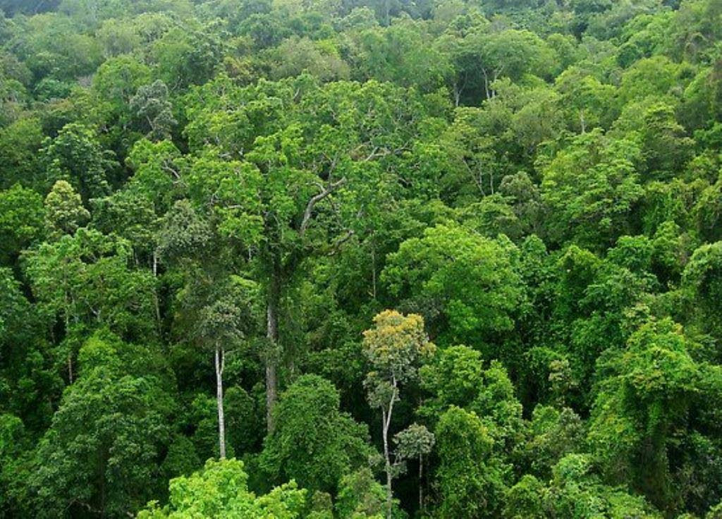 The earth breathes in forests: trees take in carbon dioxide and release oxygen; they slow the water running off the land, lifting it to the clouds. -