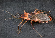 The triatomine bug, also known as the kissing bug
