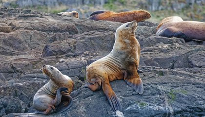 Headless Sea Lions Are Washing Up in British Columbia
