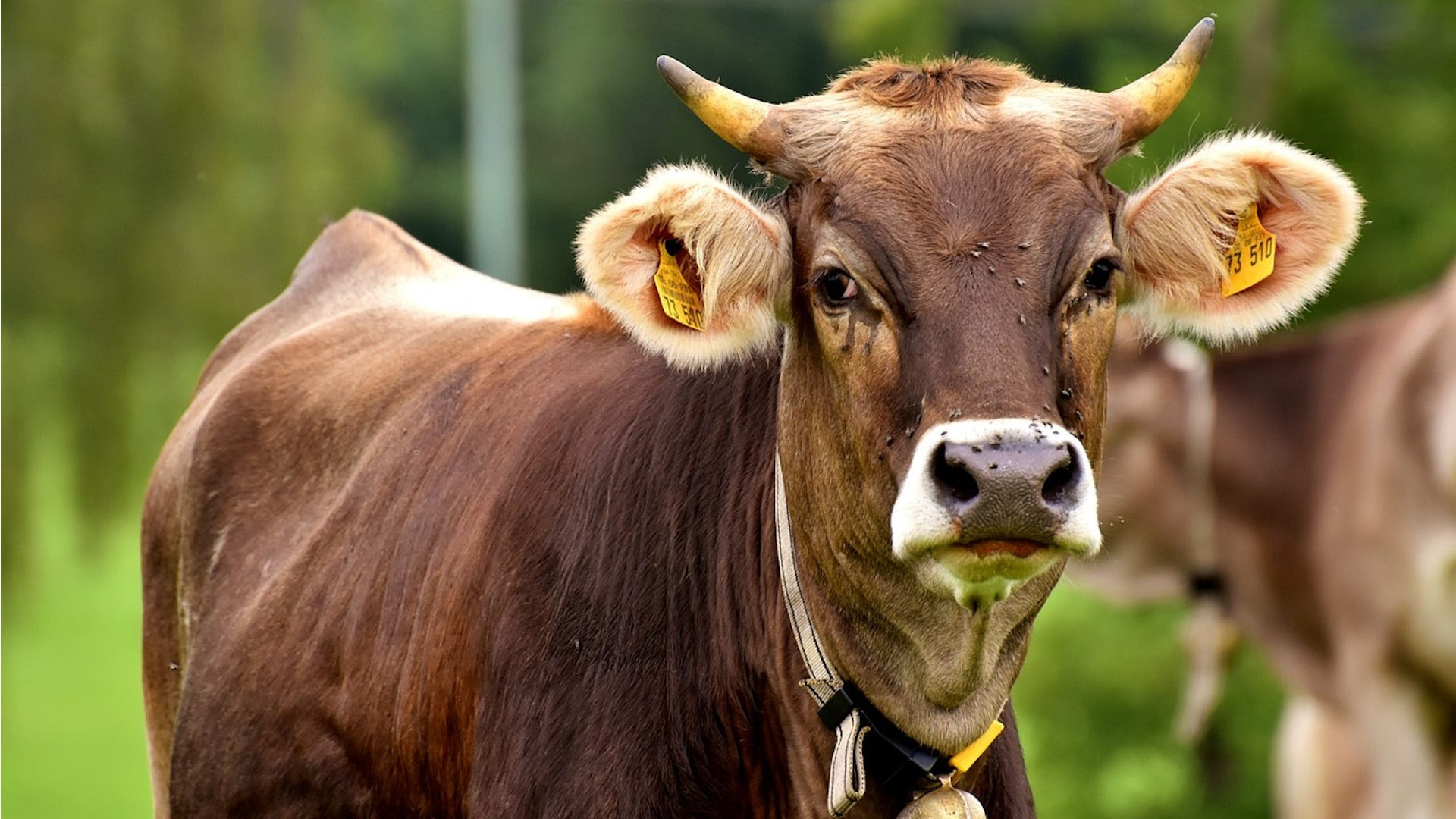Why Flatulent Cows Matter Https%3A%2F%2Fsubstack-post-media.s3.amazonaws.com%2Fpublic%2Fimages%2Fc45ee02a-5f39-4c6a-b455-d30384159bd0_1920x1080