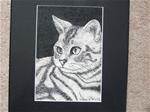 Silver Tabby - Posted on Thursday, January 8, 2015 by Elaine Shortall