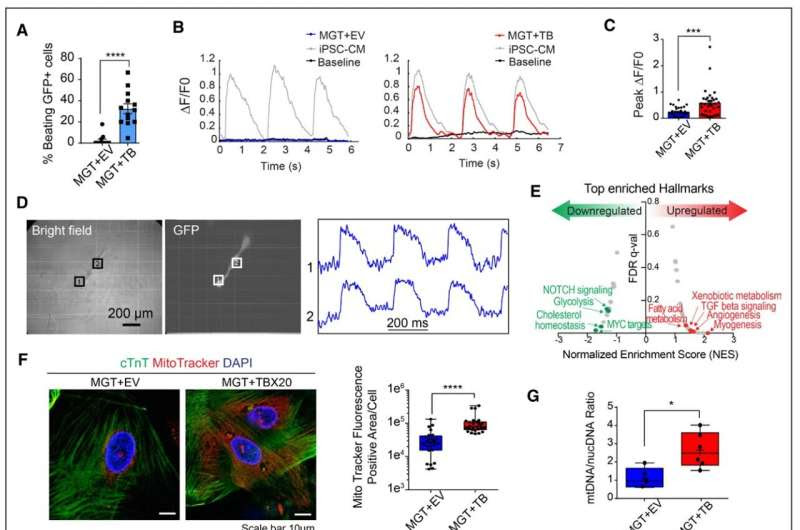 TBX20 enhances reprogramming of heart fibroblasts into heart muscle cells