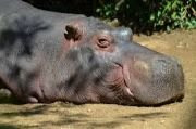 Hippopotamus a wild animal