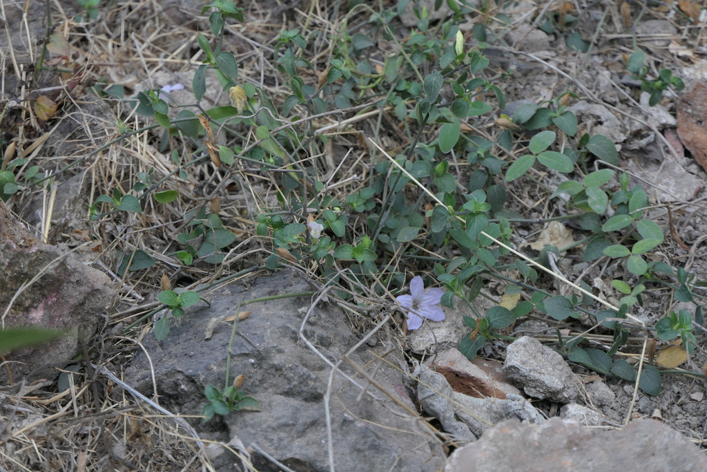 Ruellia prostrata Poir.