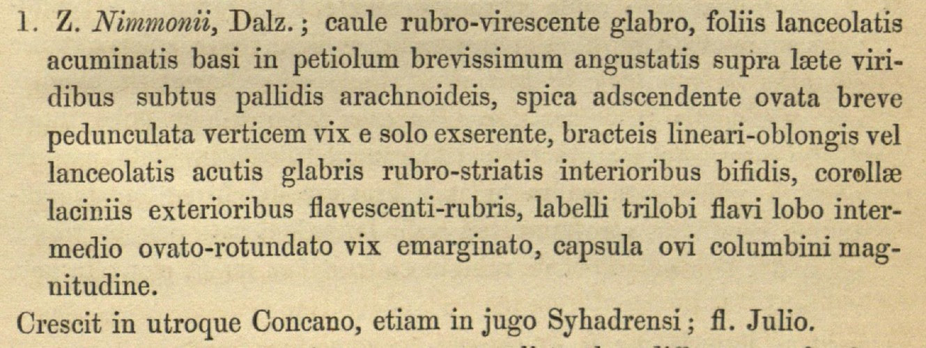 Description of Zingiber nimmonii (Graham) Dalzell, in Latin