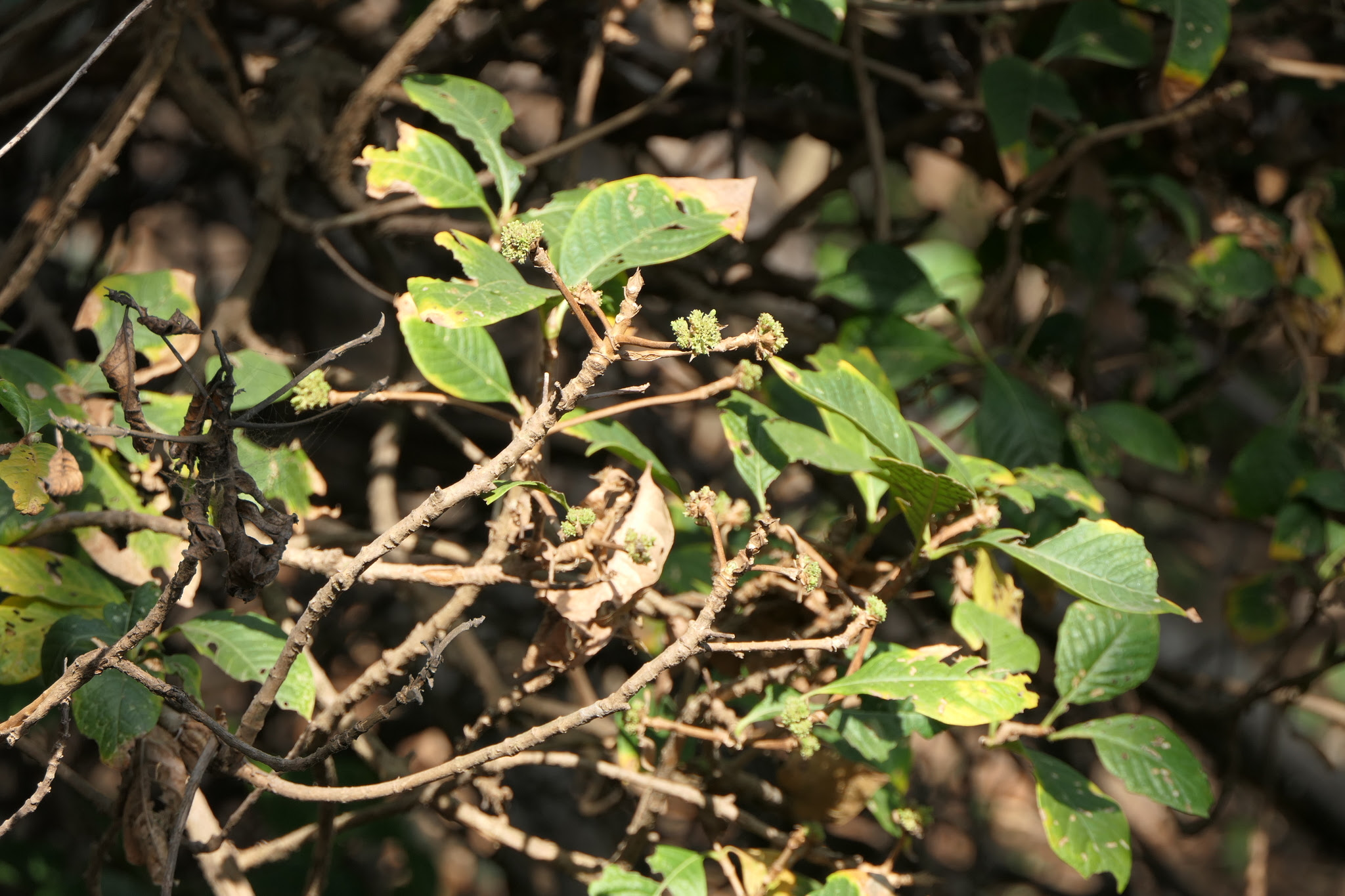 Pavetta crassicaulis Bremek.