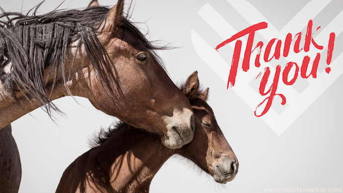 A mare and her foal stand side by side and the graphic reads: Thank You!