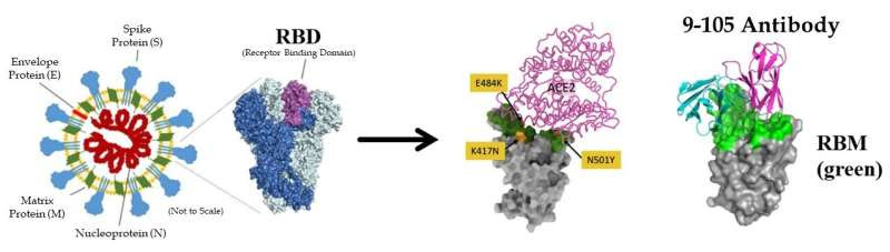 Newly generated monoclonal antibodies effective against SARS-CoV-2 and variants