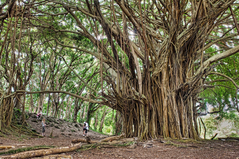 http://twistedsifter.com/2013/04/ancient-banyan-tree-big-island-hawaii/