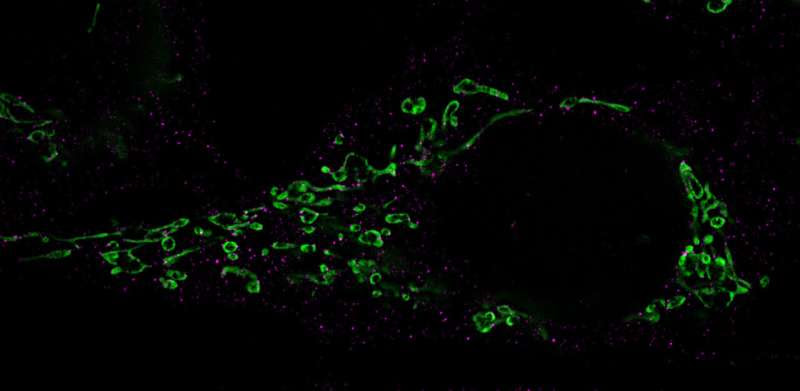 How herpesviruses awaken