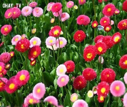 Hoa Cúc Áo - Hạnh phúc đơn chiếc, vui thầm,hoa ngữ,ngôn ngữ các loài hoa,hoa quả,hoa đẹp