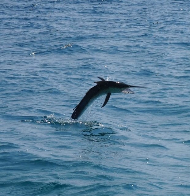 Airborne black marlin - fishing hervey bay!