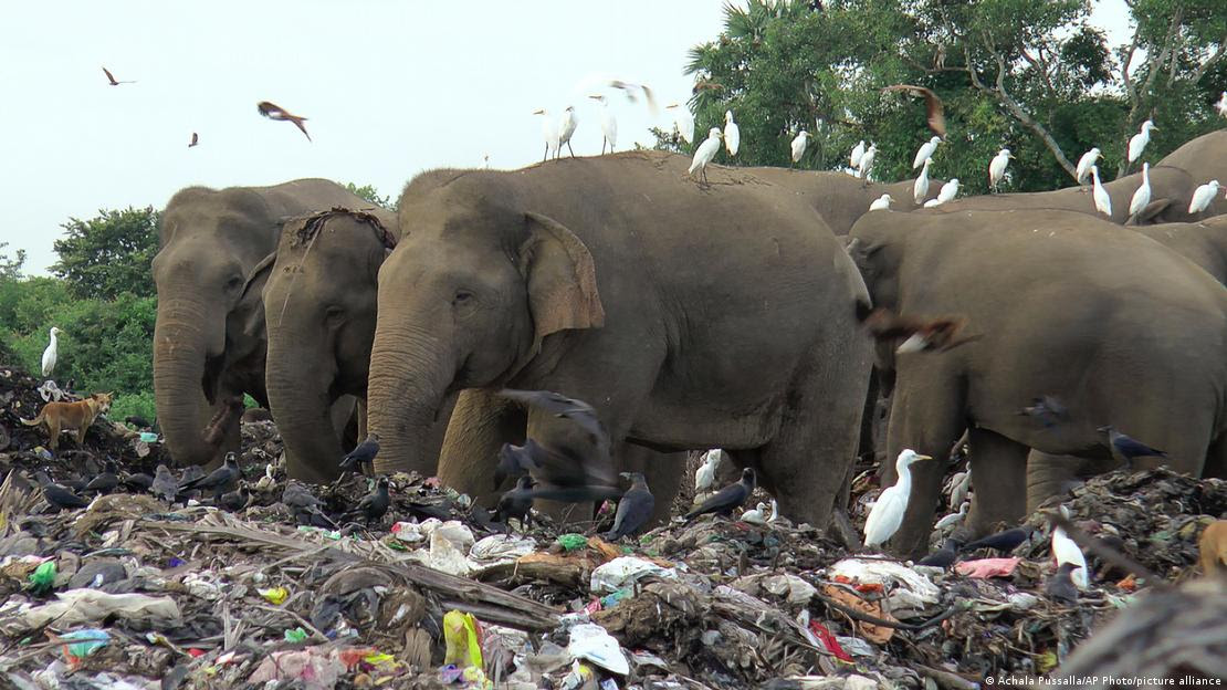 Elefantes comem plástico no aterro de Pallakkadu, no Sri Lanka.