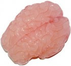gel model of brain ft gel model of brain ft