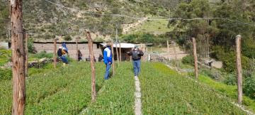 Serfor brinda asistencia técnica para forestación de 100 mil plantones de quenual en comunidad de Aquia