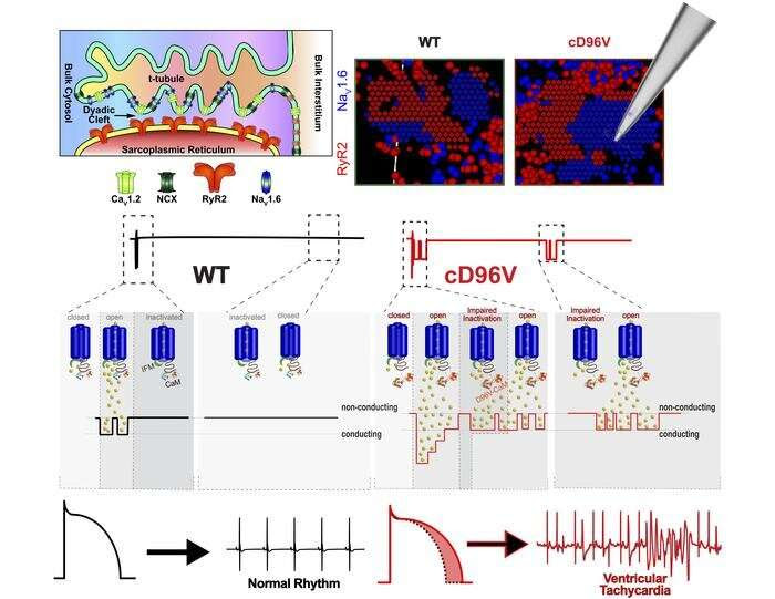 Study reveals new insights into cause of certain heart rhythm disorders