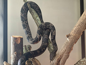 snake in a glassed-in cage