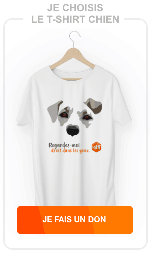 je choisis le T-shirt chien 