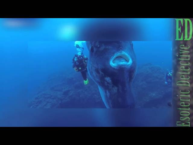 SUPER RARE moment MASSIVE SUN FISH (MOLA MOLA) is CAUGHT ON CAMERA by drivers 2016 (Mola Mola)  Sddefault