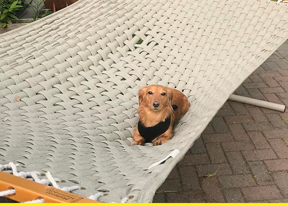 The Dog Who Is Spending Sunday Lounging In The Hammock Dogs
