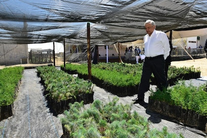 La participación del Ejército en Sembrando Vida es porque sus viveros son considerados los mejores (Foto: Cortesía/ Presidencia)