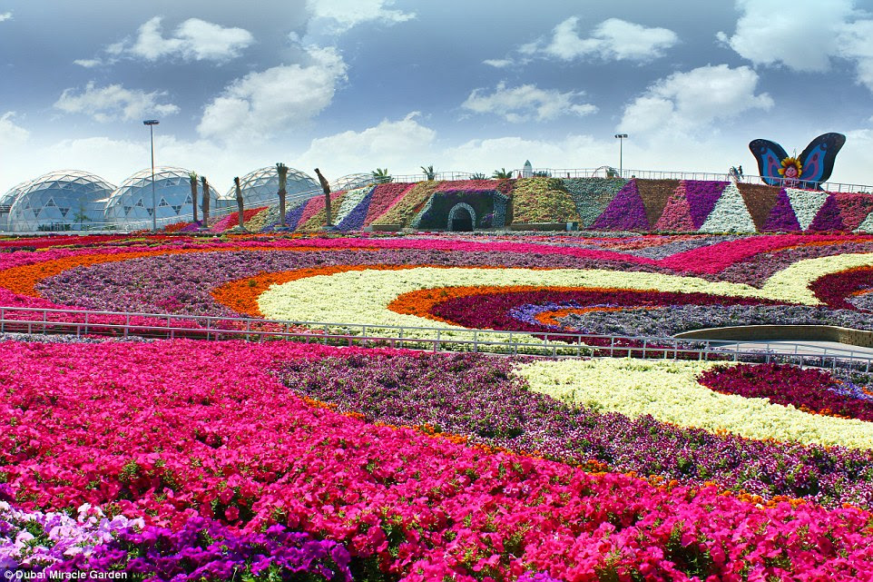 ENJOU WORLD'S LARGEST FLOWER GARDEN 29BE152400000578-0-image-a-25_1434707168708