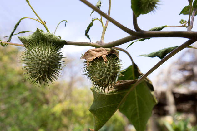 Jardín Botánico de Curazao