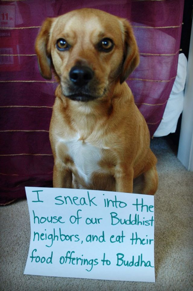 The Funniest Dog Shaming Pictures And Videos Ever! (Videos)