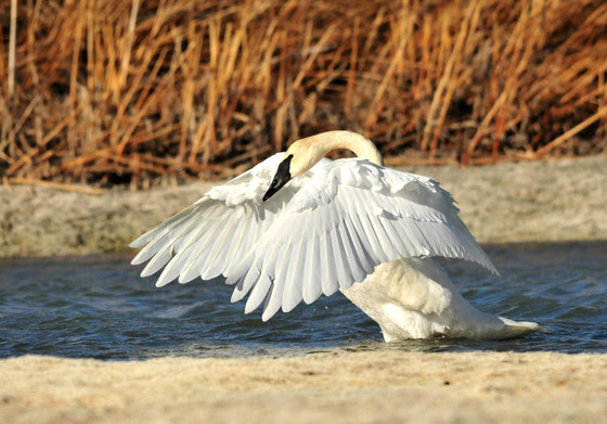 trumpeter swan flapping its wings in a marsh
