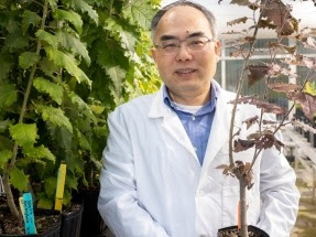 Q&A with Xiaohan Yang: Transforming Plants for a Cleaner Future