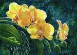 Moth Orchids: Amazon Series #2 - Posted on Sunday, February 22, 2015 by Sandra LaFaut