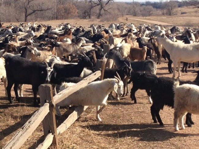 Goats in Bear Creek Park