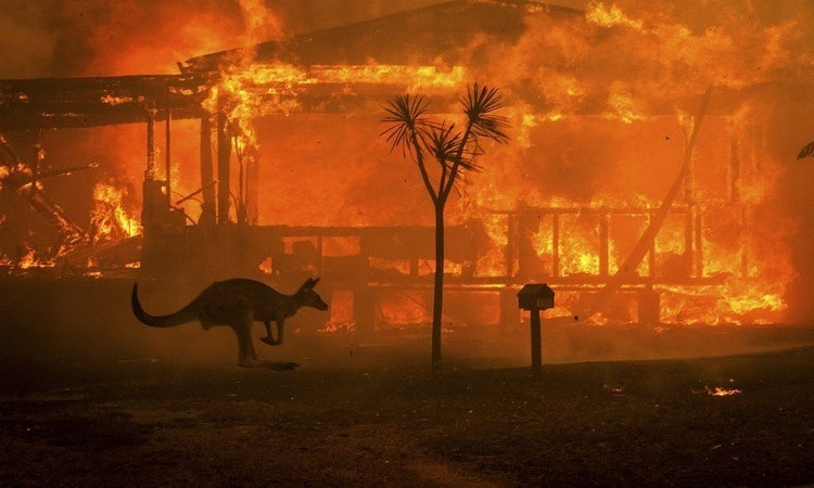Kangaroo chạy khỏi đám cháy rừng. Ảnh: BBC.