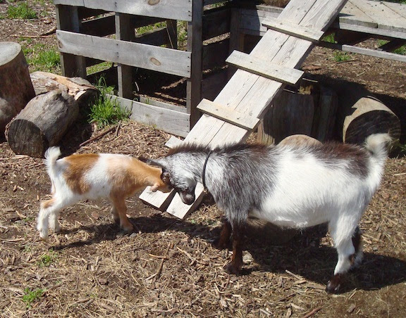 photo by Mike Decoteau GOAT
