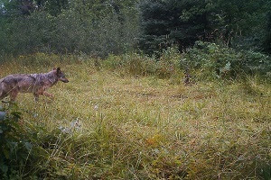 trail cam wolf photo