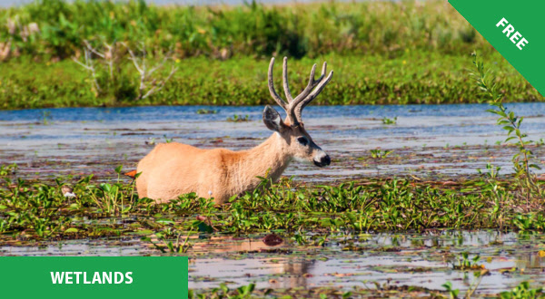 Saving the Wetlands