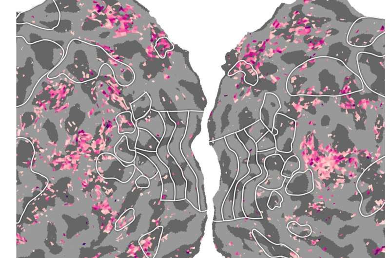 Study sheds new light on how semantic information is organized in the brain