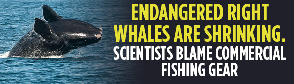 Endangered Right Whales are Shrinking. Scientists Blame Commercial Fishing Gear - NPR