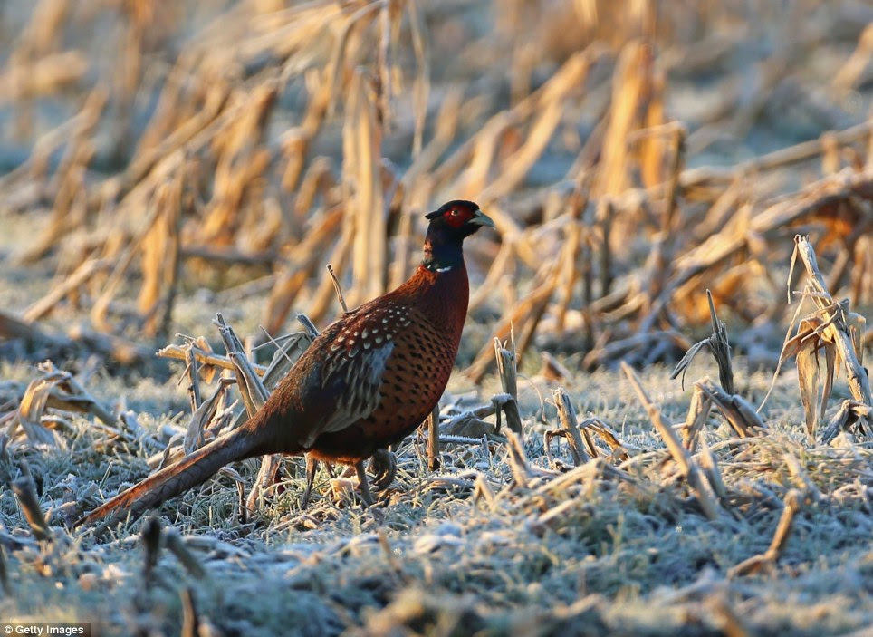 A pheasant forages in a frozen field as forecasters predict the weather will be warmer, but wetter, for the weekend