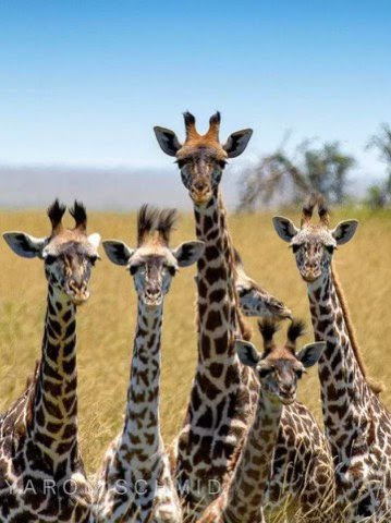 Giraffe-group-picture