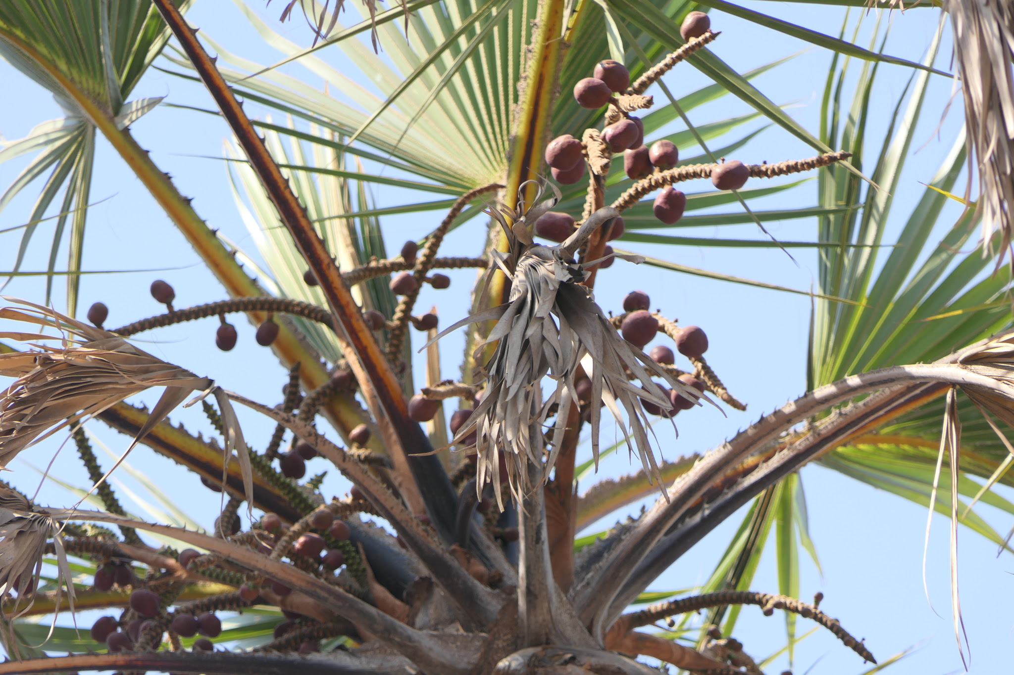 Hyphaene dichotoma (D.White bis ex Nimmo) Furtado