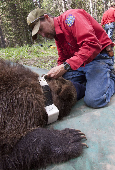 dan bjornlie working on a grizzly bear