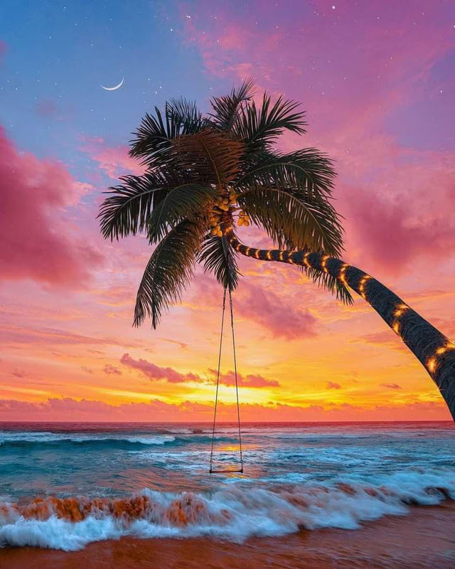 Beach-swing-Palm